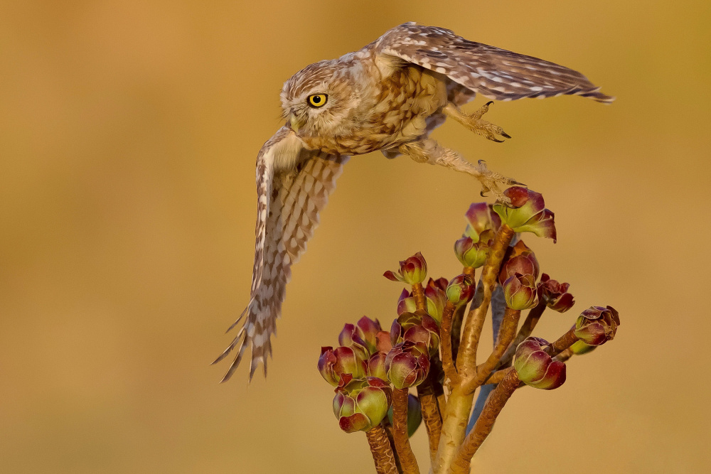 Little owl von David Manusevich