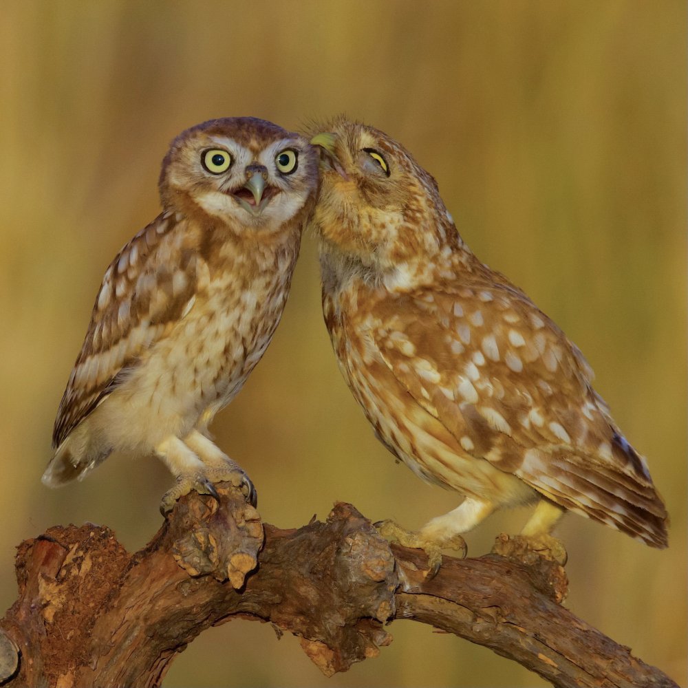 Little Owls von David Manusevich