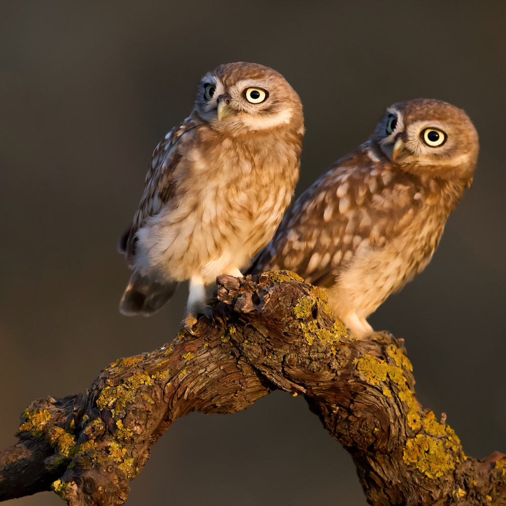 Little Owls von David Manusevich