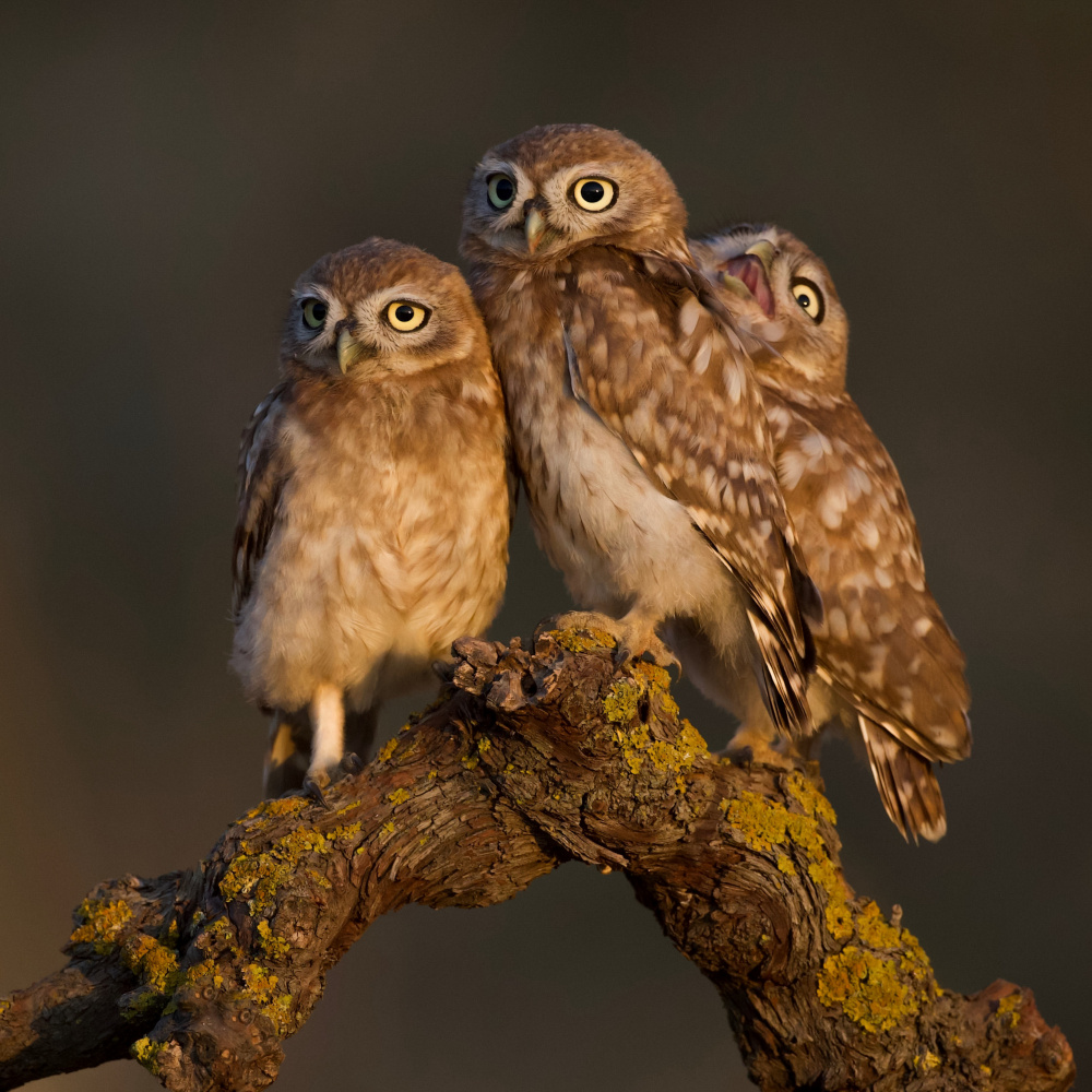 Little Owls von David Manusevich