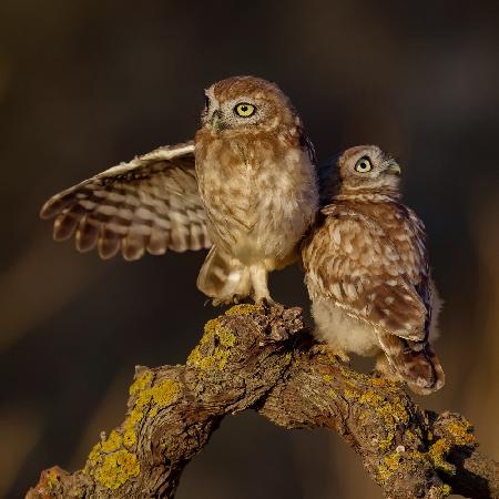 Little Owls