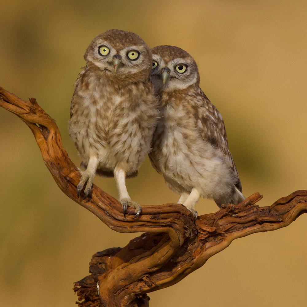 Little owls von David Manusevich