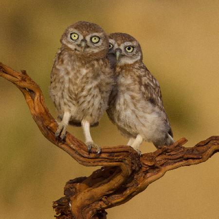 Little owls