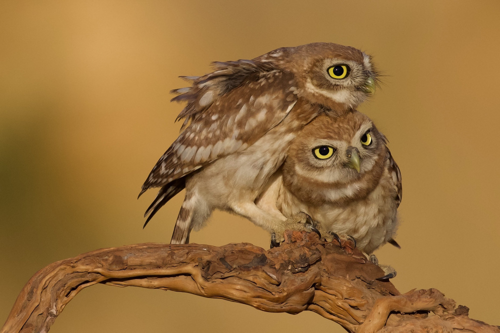 Little owls von David Manusevich