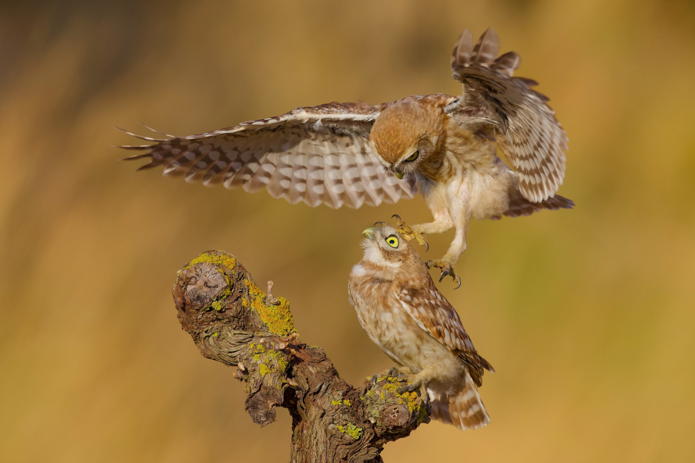 Little owls von David Manusevich