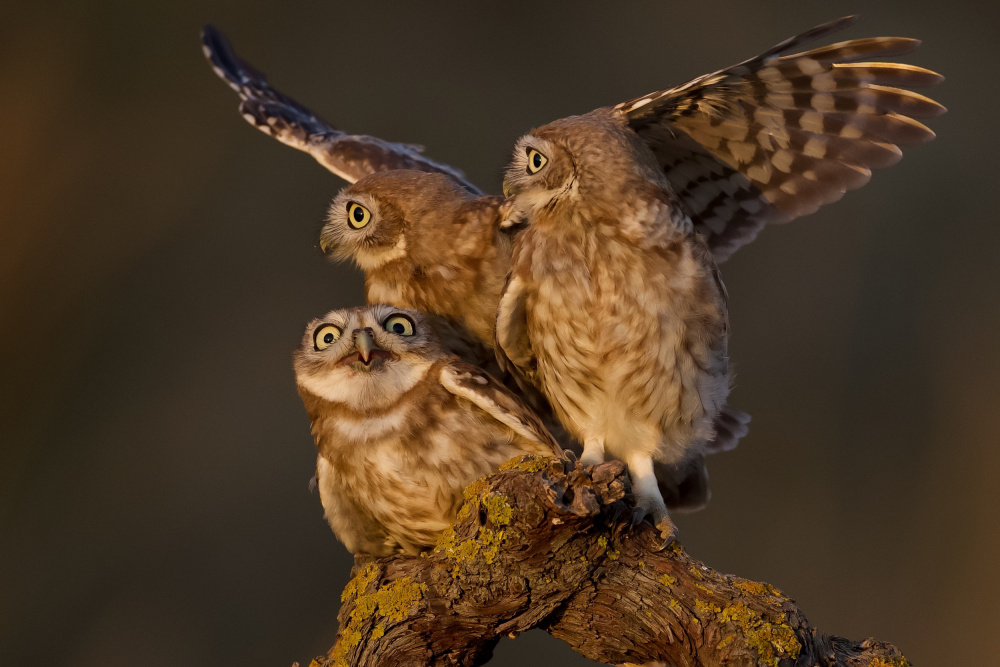 Little owls von David Manusevich