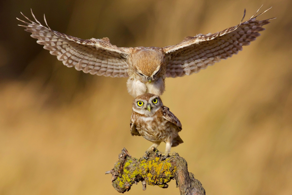 Little owls von David Manusevich