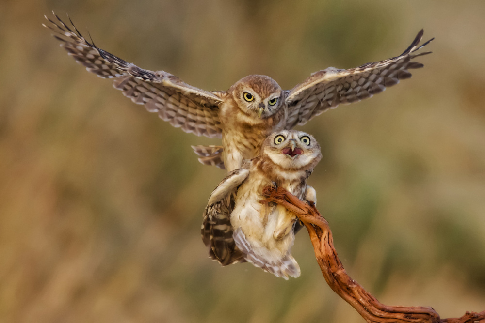 Little Owls(s von David Manusevich