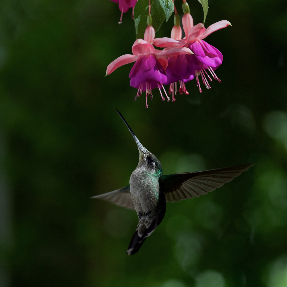 Hummingbird von David Manusevich