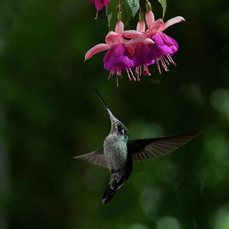 Hummingbird