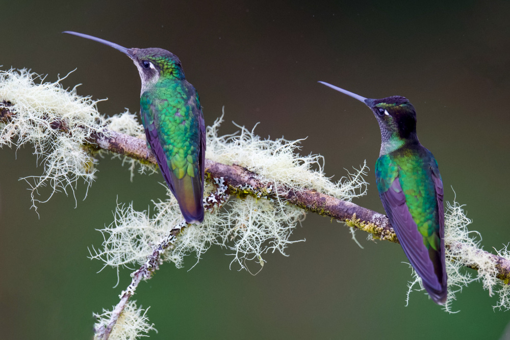 Hummingbirds von David Manusevich