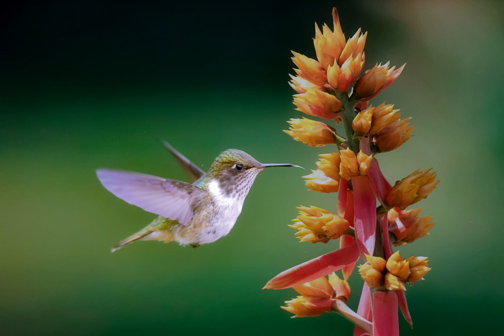 Hummingbird von David Manusevich