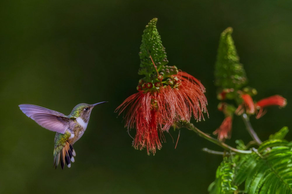 Hummingbird von David Manusevich