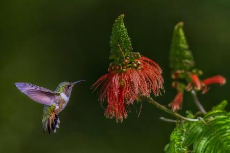 Hummingbird