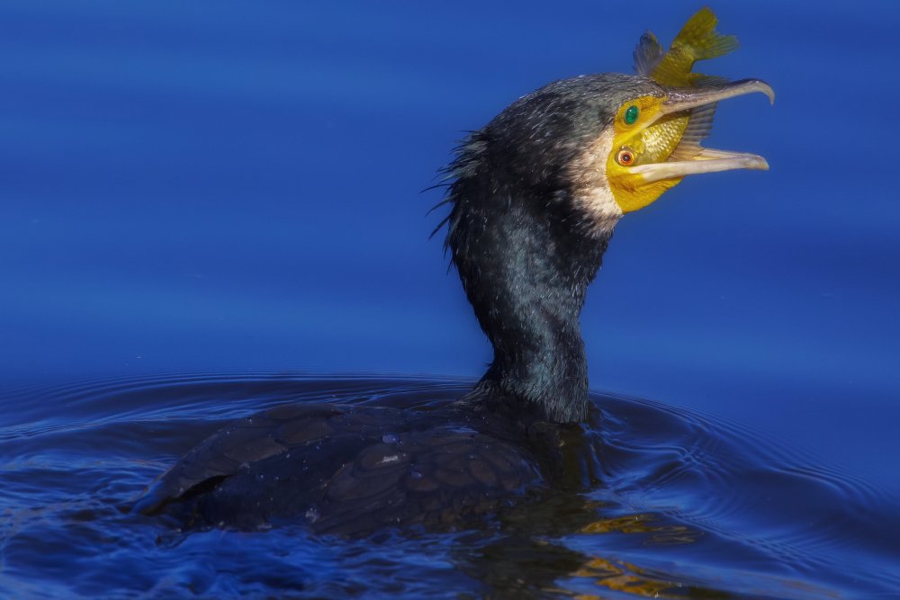 Cormorant von David Manusevich