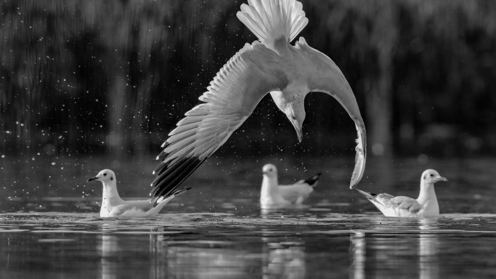 Seagulls von David Manusevich