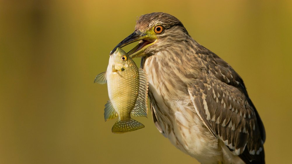 Night heron von David Manusevich