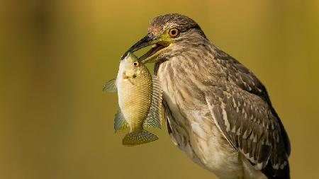 Night heron