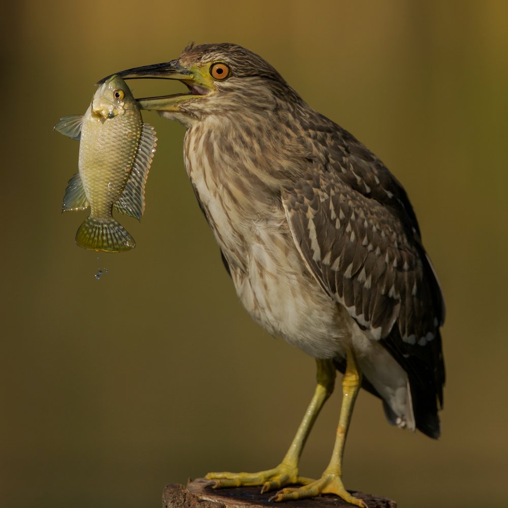 Night heron von David Manusevich