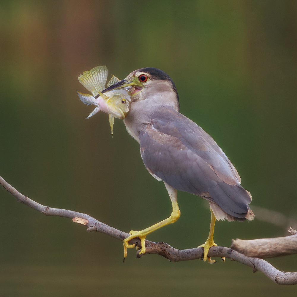 Night heron von David Manusevich