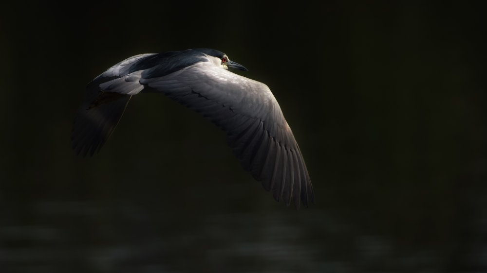 Night heron von David Manusevich