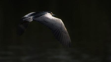 Night heron