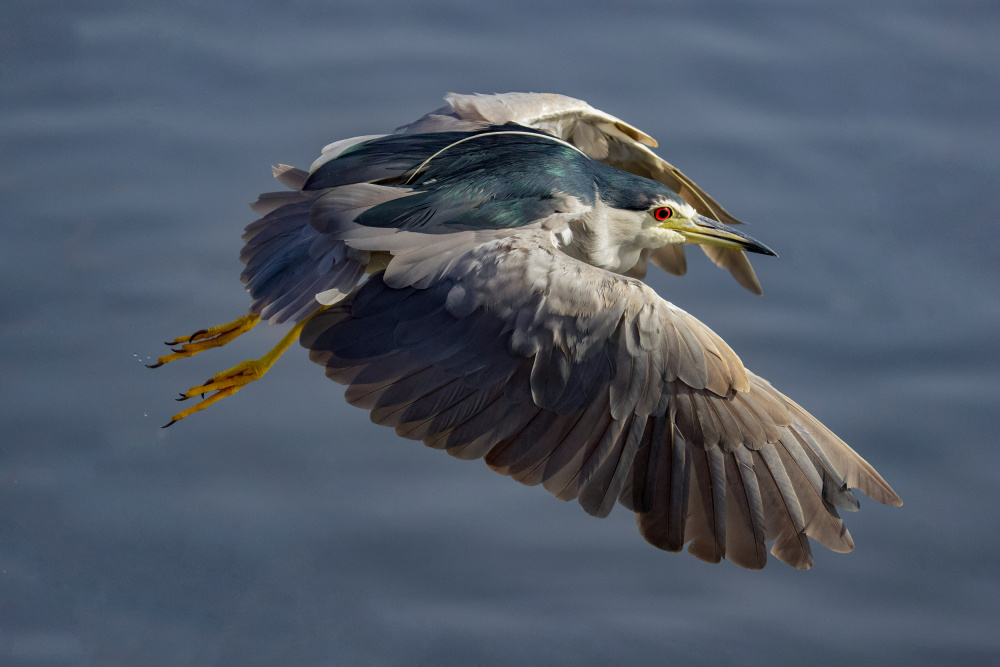 Night heron von David Manusevich