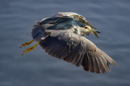 Night heron