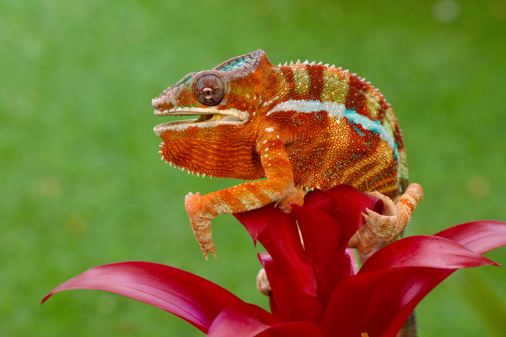 Panther chameleon von David Manusevich