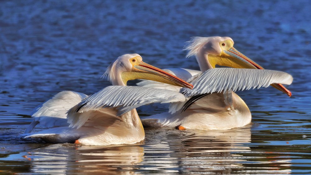 Pelicans von David Manusevich