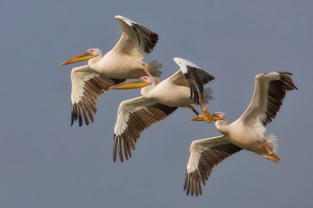 Pelicans von David Manusevich