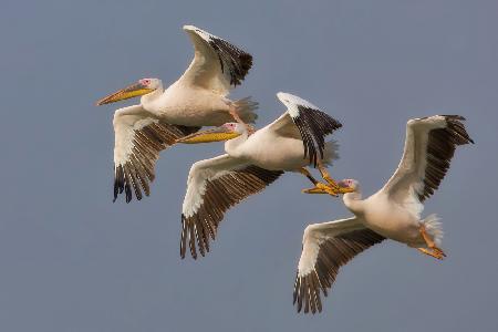 Pelicans