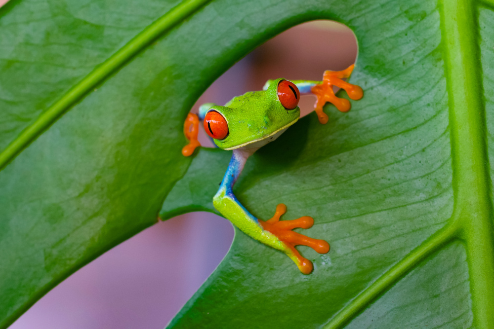 Red-eyed tree frog von David Manusevich