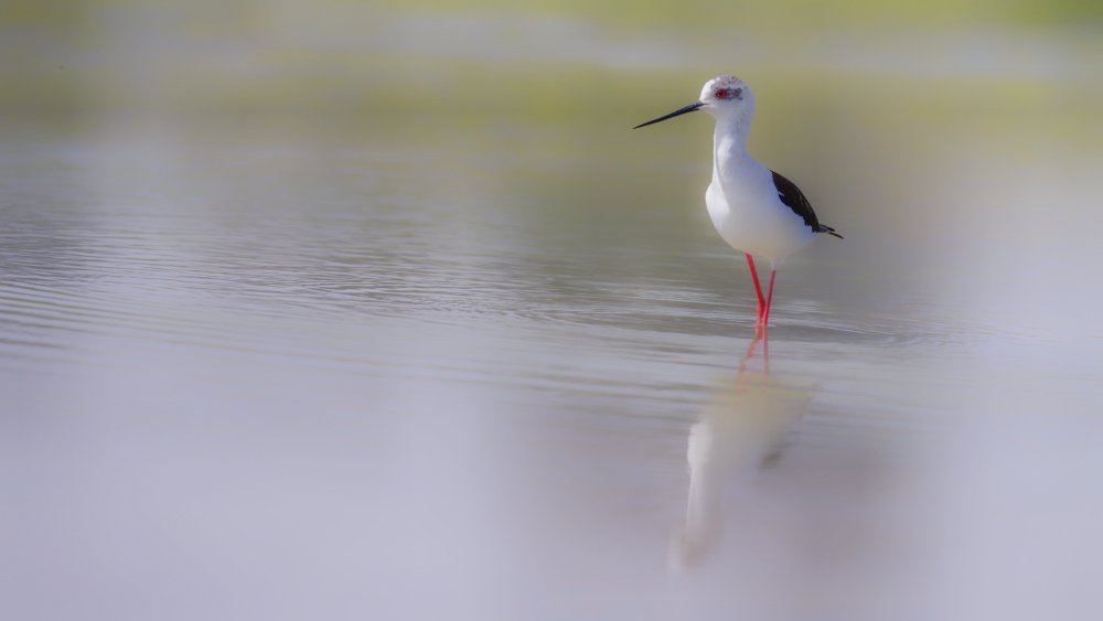 Black-winged stilt. von David Manusevich