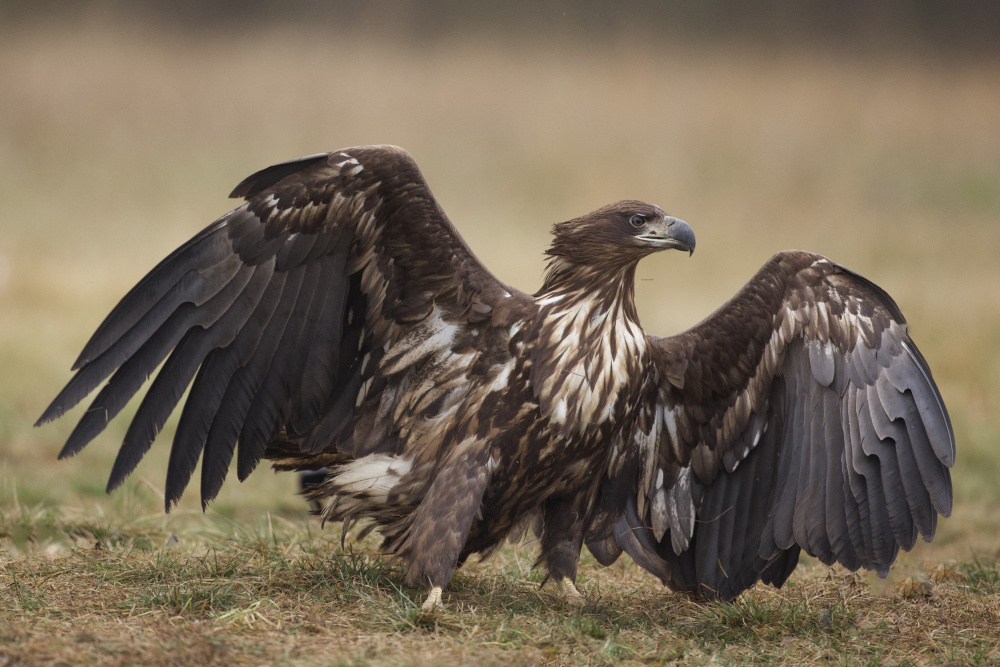 	 White-tailed eagle von David Manusevich