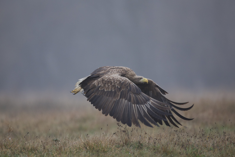 White-tailed eaglenn von David Manusevich