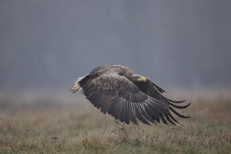 White-tailed eaglenn