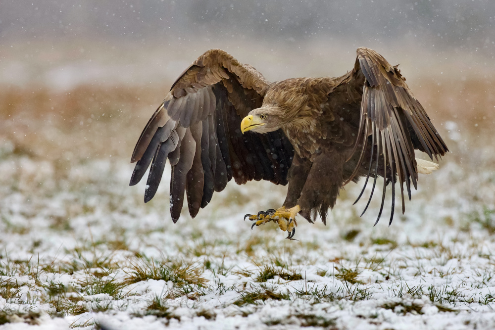 White-tailed eagle von David Manusevich