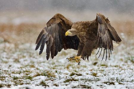 White-tailed eagle