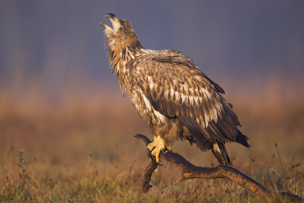 White-tailed eagle von David Manusevich