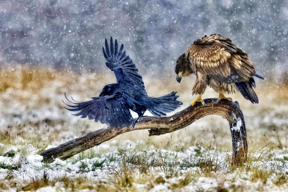 White-tailed eagle von David Manusevich