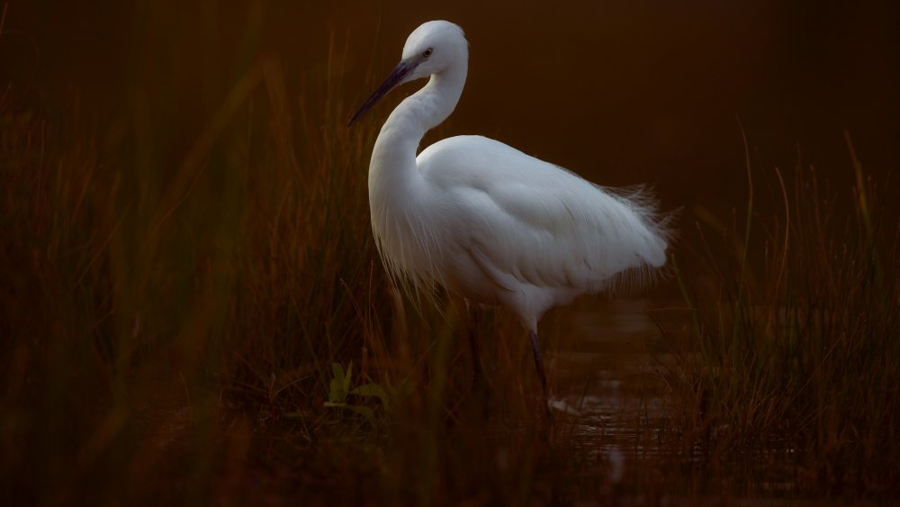 Little egret von David Manusevich