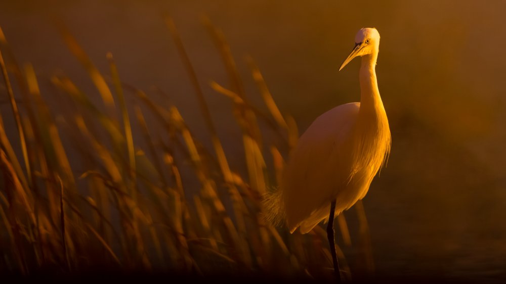 Little egret von David Manusevich