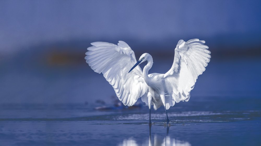 Little egret von David Manusevich