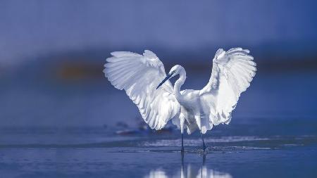 Little egret