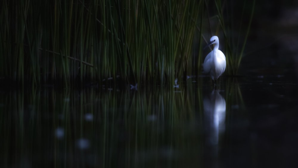 Little egret von David Manusevich