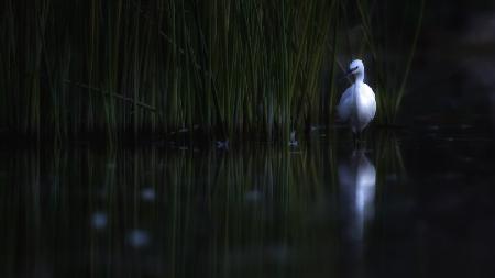 Little egret