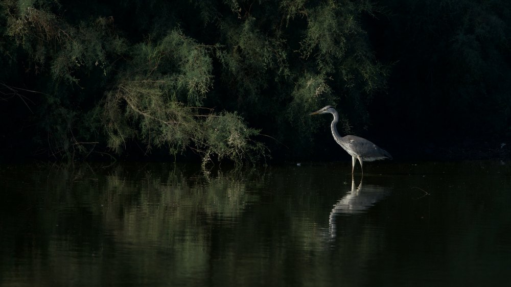 Great egret von David Manusevich