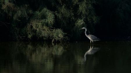 Great egret