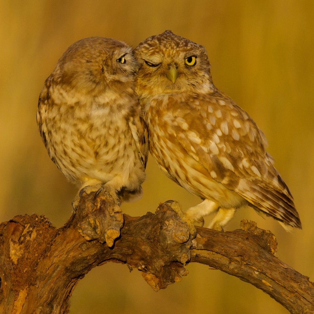 Sweet couple von David Manusevich